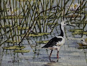 Kakadu #2